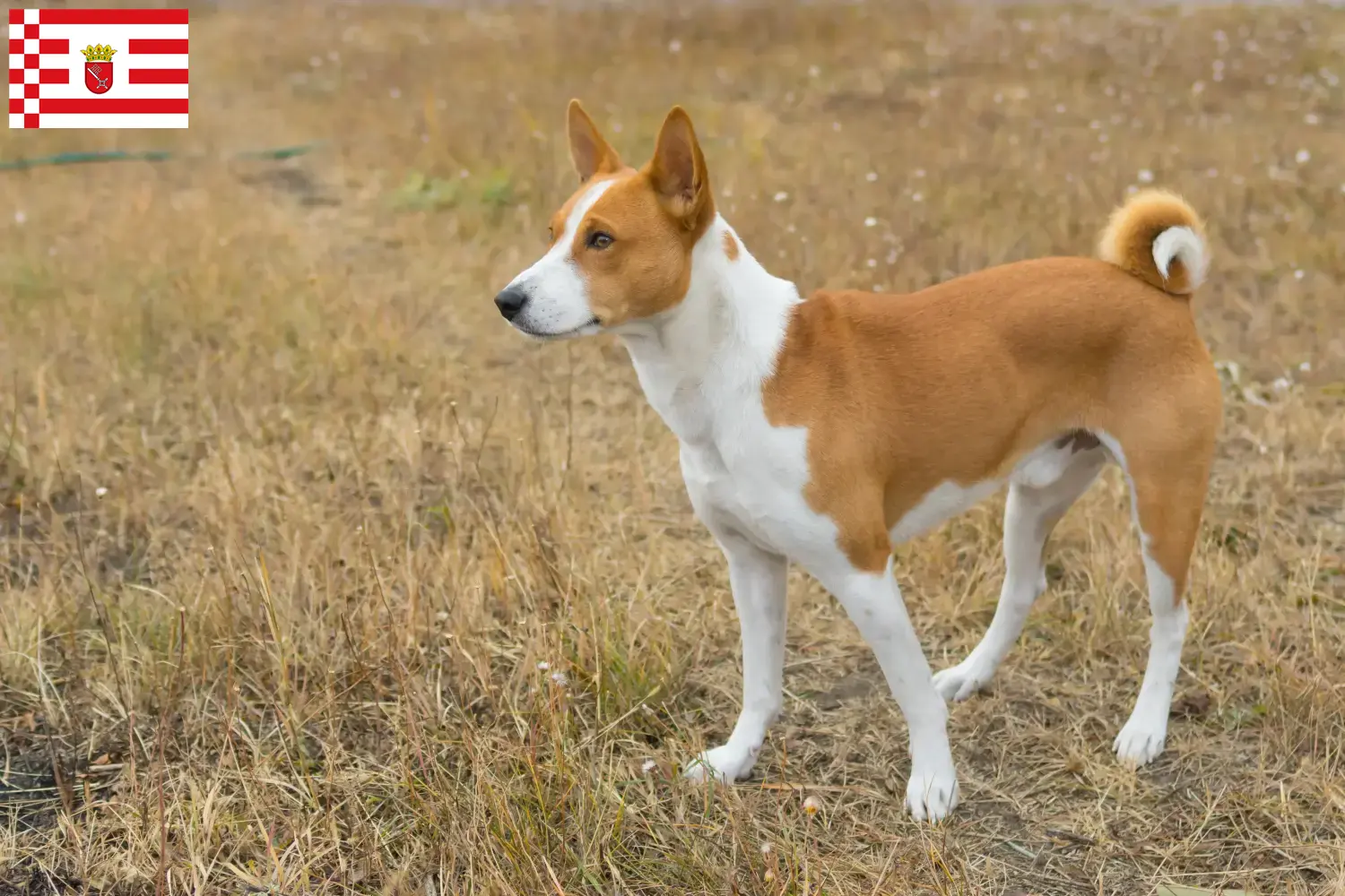 Read more about the article Basenji breeders and puppies in Bremen