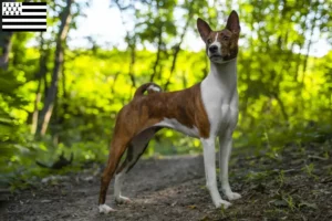 Read more about the article Basenji breeders and puppies in Brittany