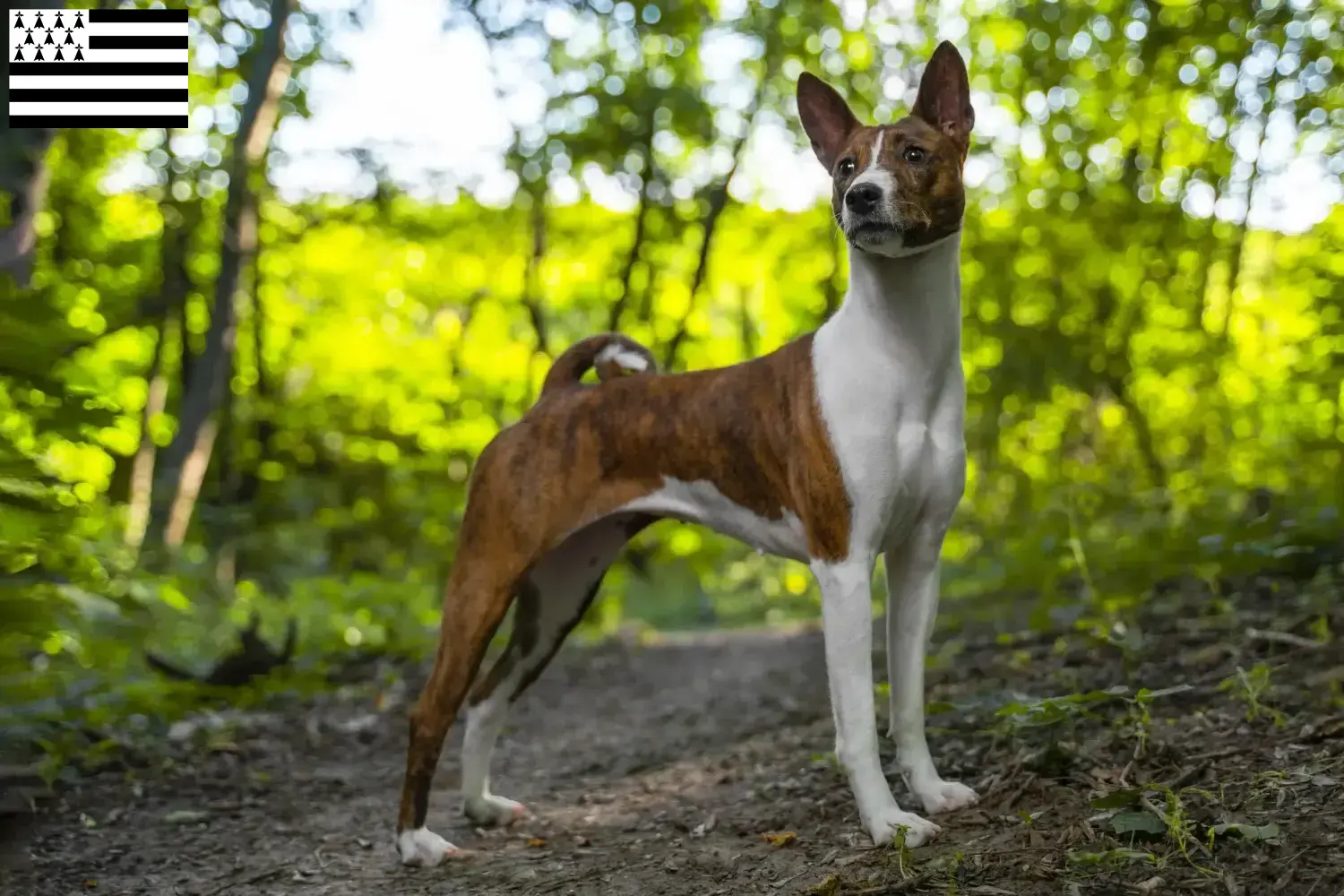 Read more about the article Basenji breeders and puppies in Brittany