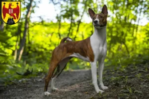 Read more about the article Basenji breeders and puppies in Burgenland