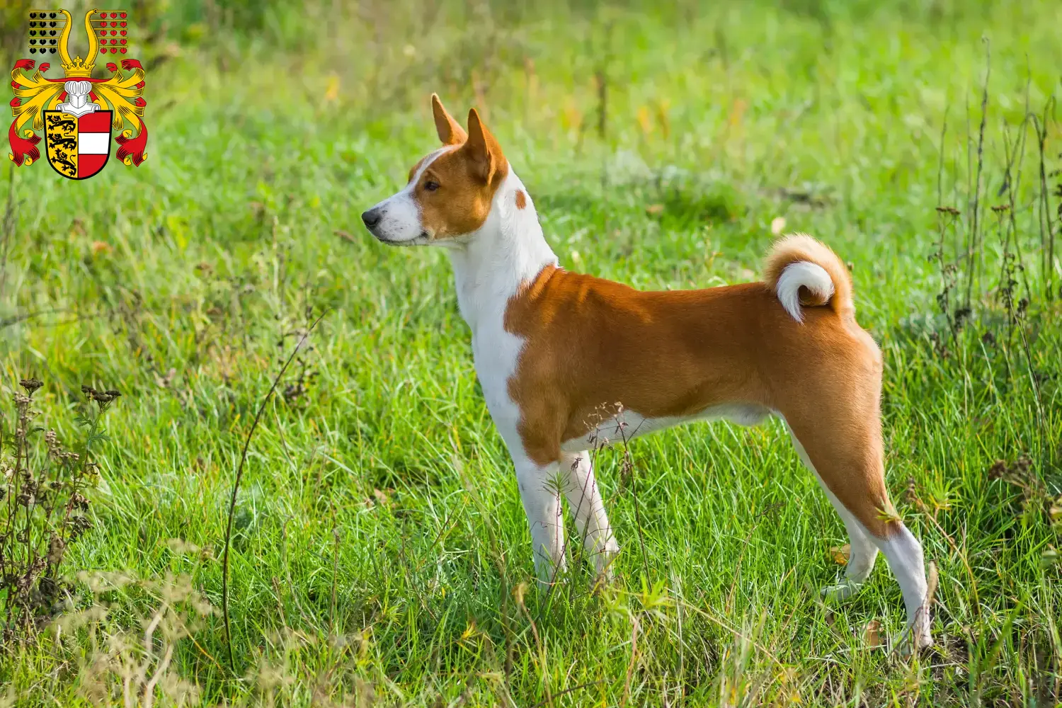 Read more about the article Basenji breeders and puppies in Carinthia