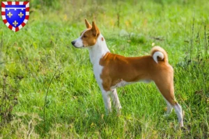 Read more about the article Basenji breeders and puppies in Centre-Val de Loire