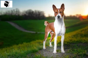 Read more about the article Basenji breeders and puppies in Corsica
