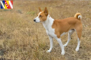 Read more about the article Basenji breeders and puppies in Grand Est