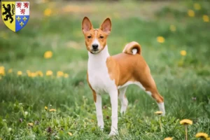 Read more about the article Basenji breeders and puppies in Hauts-de-France