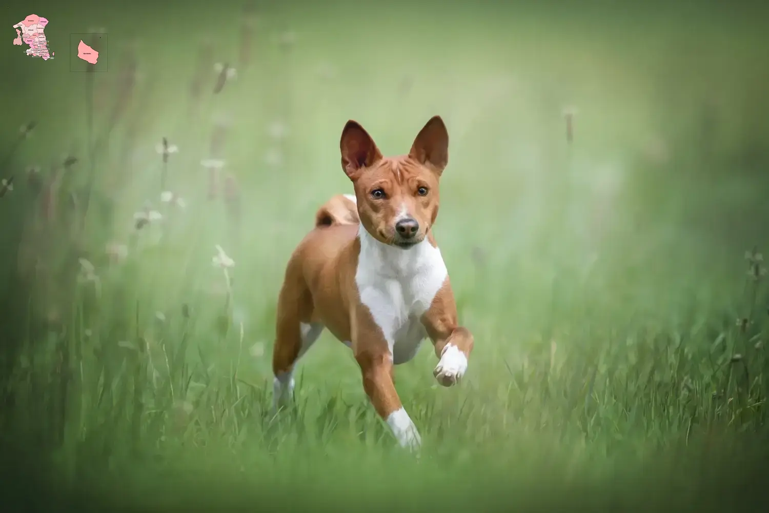 Read more about the article Basenji breeders and puppies in Hovedstaden