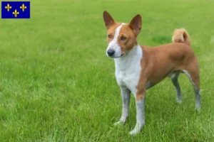 Read more about the article Basenji breeders and puppies in Île-de-France