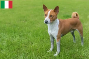 Read more about the article Basenji breeders and puppies in Italy