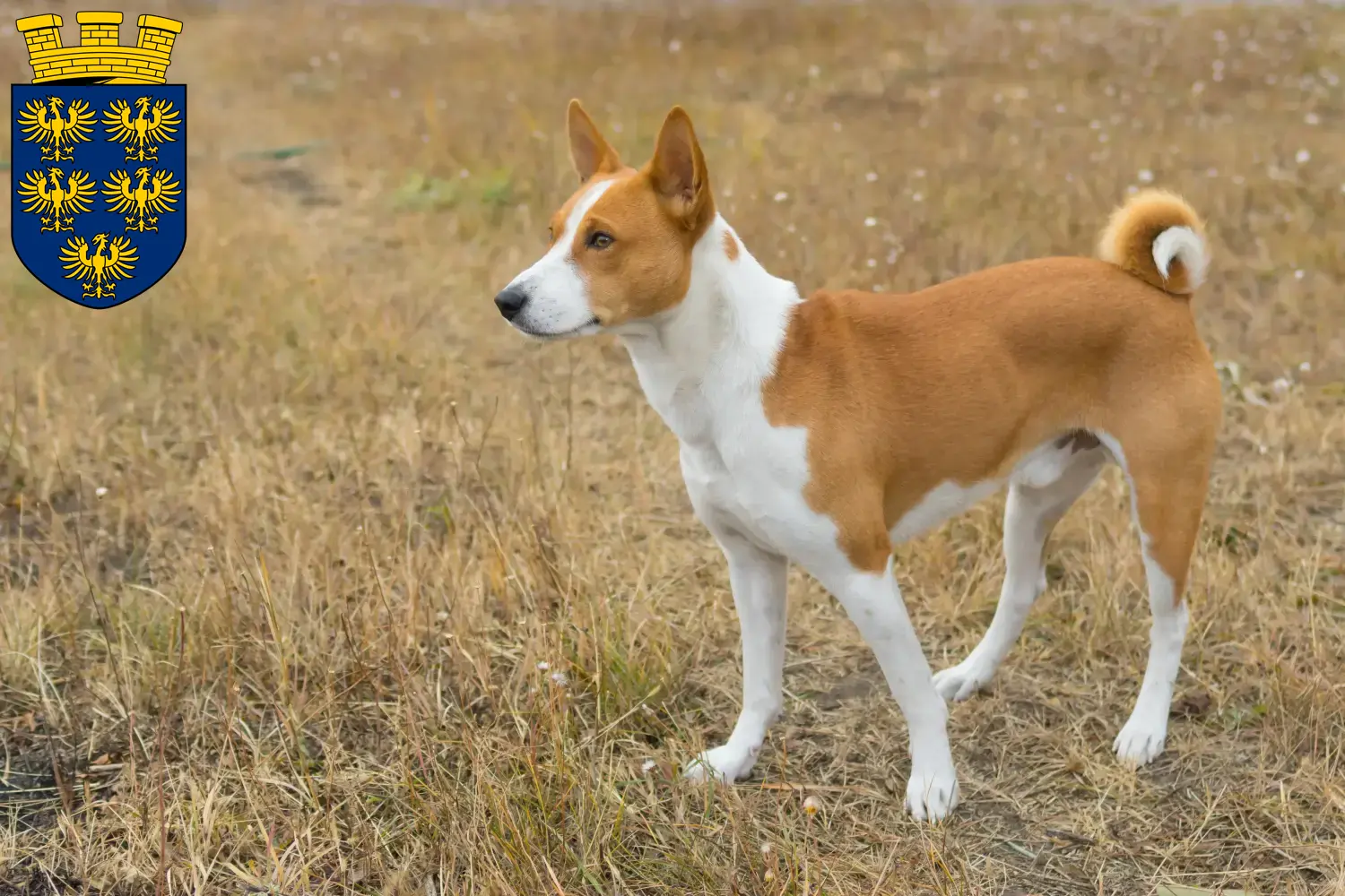 Read more about the article Basenji breeders and puppies in Lower Austria