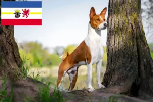 Read more about the article Basenji breeders and puppies in Mecklenburg-Vorpommern