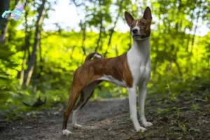 Read more about the article Basenji breeders and puppies in Nordjylland