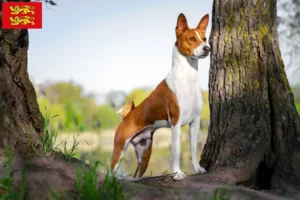 Read more about the article Basenji breeders and puppies in Normandy
