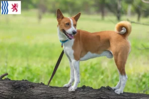 Read more about the article Basenji breeders and puppies in Nouvelle-Aquitaine