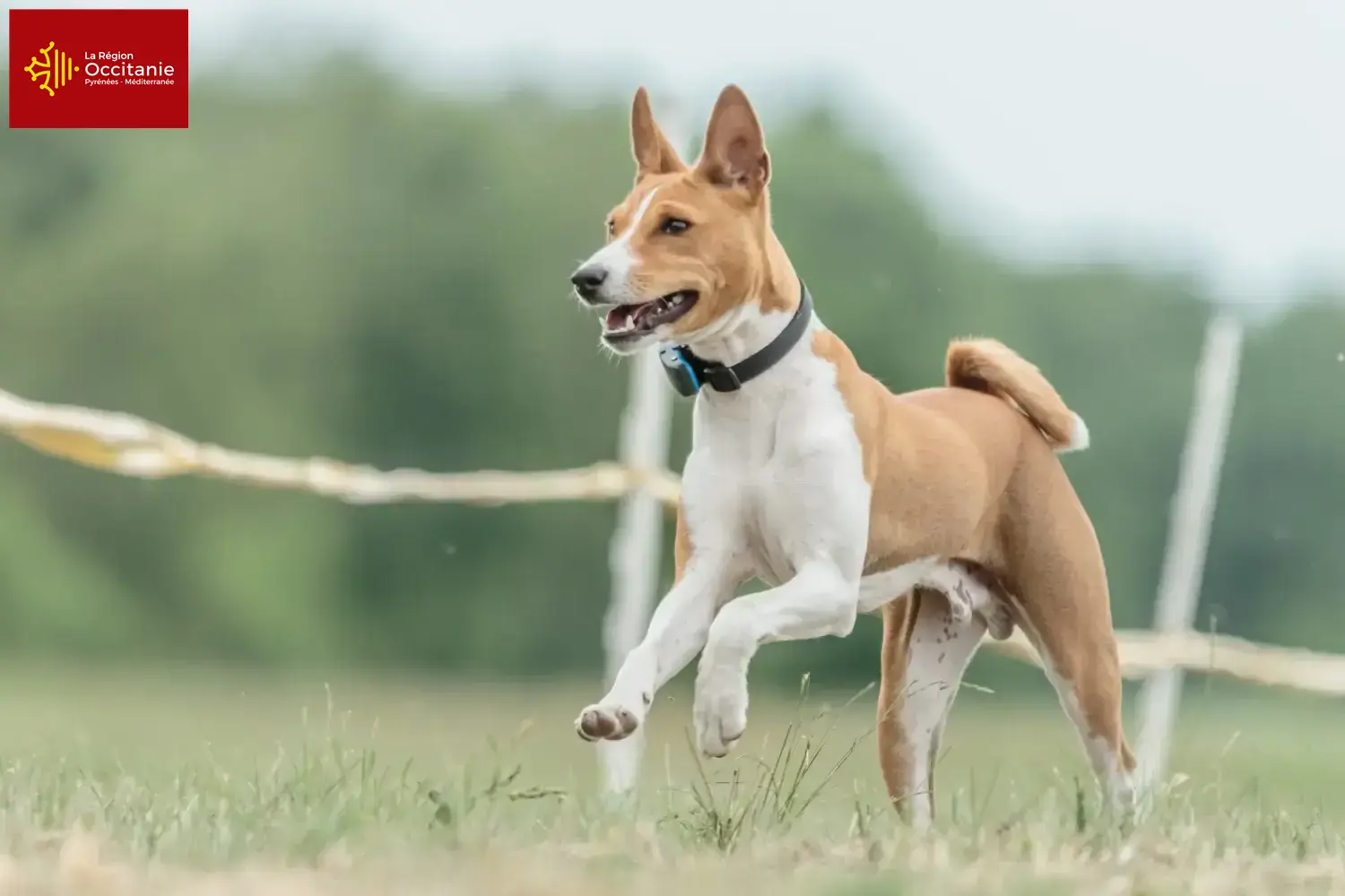 Read more about the article Basenji breeders and puppies in Occitania