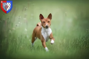 Read more about the article Basenji breeders and puppies in Pays de la Loire