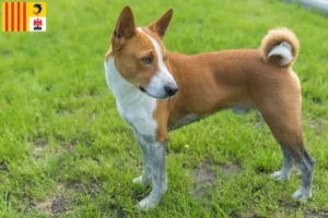 Read more about the article Basenji breeders and puppies in Provence-Alpes-Côte d’Azur