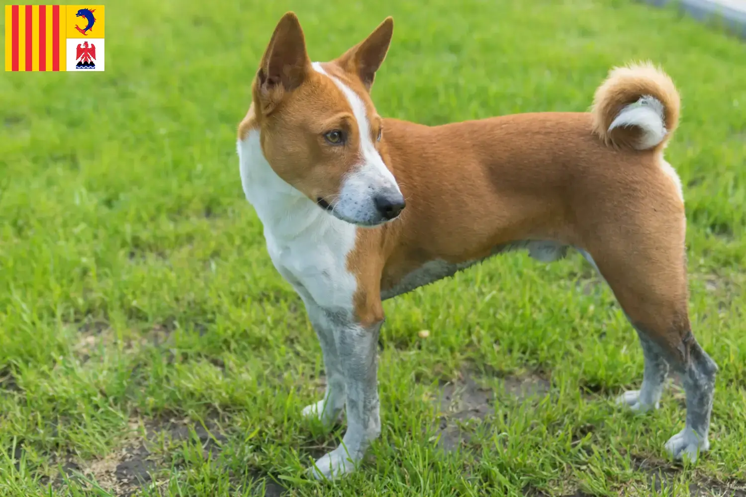 Read more about the article Basenji breeders and puppies in Provence-Alpes-Côte d’Azur