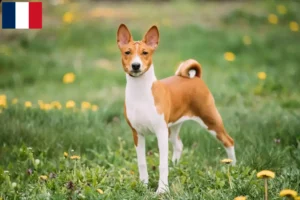 Read more about the article Basenji breeders and puppies on Réunion