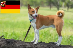 Read more about the article Basenji breeders and puppies in Rhineland-Palatinate