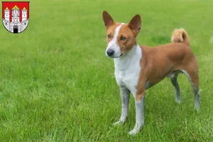 Read more about the article Basenji breeders and puppies in Salzburg