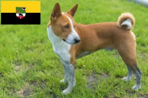 Read more about the article Basenji breeders and puppies in Saxony-Anhalt