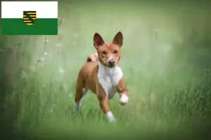 Read more about the article Basenji breeders and puppies in Saxony