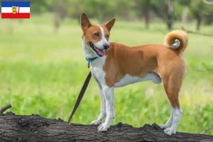 Read more about the article Basenji breeders and puppies in Schleswig-Holstein