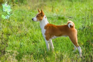 Read more about the article Basenji breeders and puppies in Sjælland