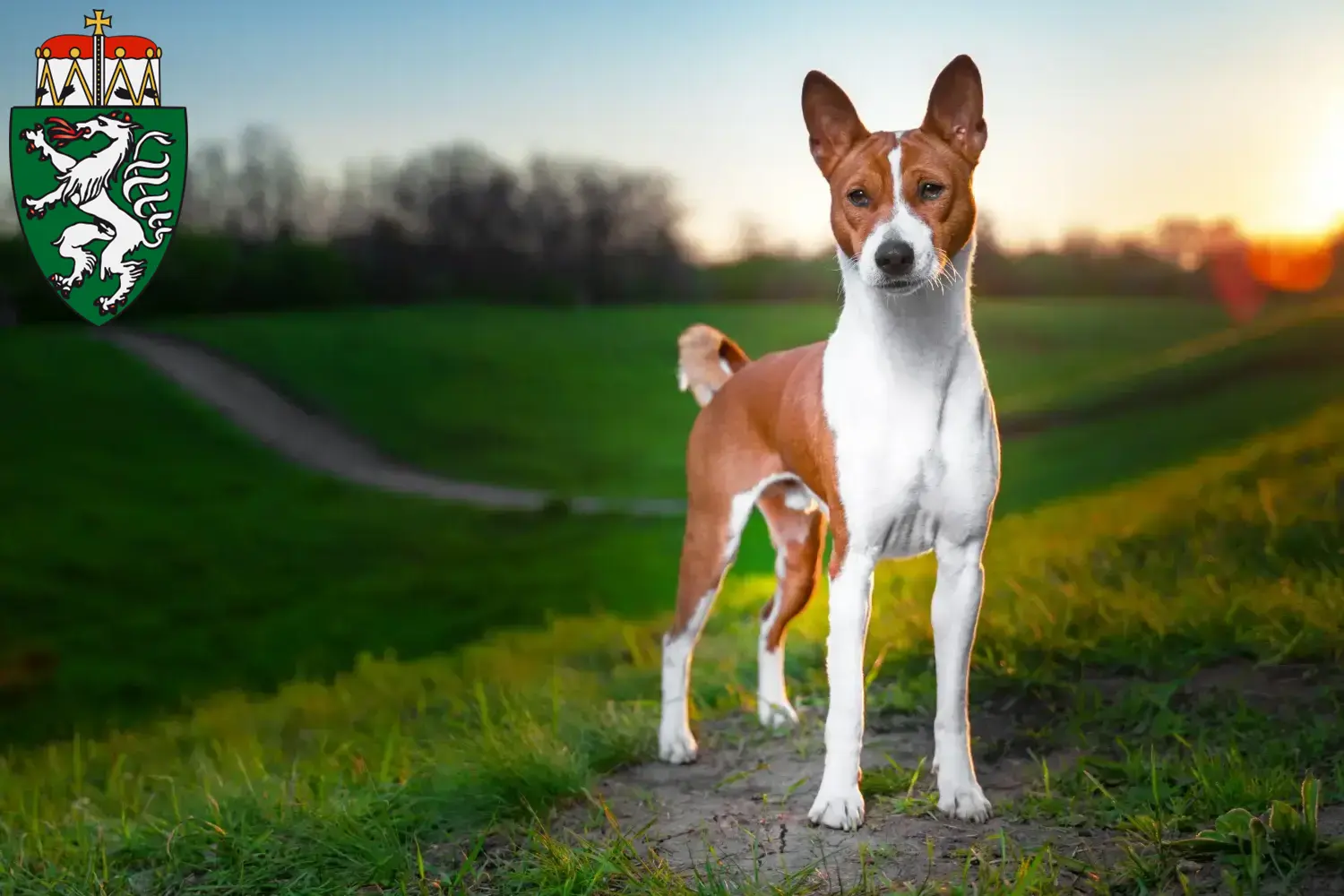 Read more about the article Basenji breeders and puppies in Styria
