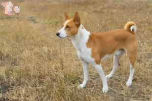 Read more about the article Basenji breeders and puppies in Syddanmark