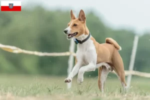 Read more about the article Basenji breeders and puppies in Thuringia