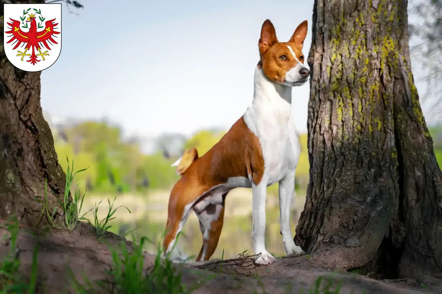 Read more about the article Basenji breeders and puppies in Tyrol