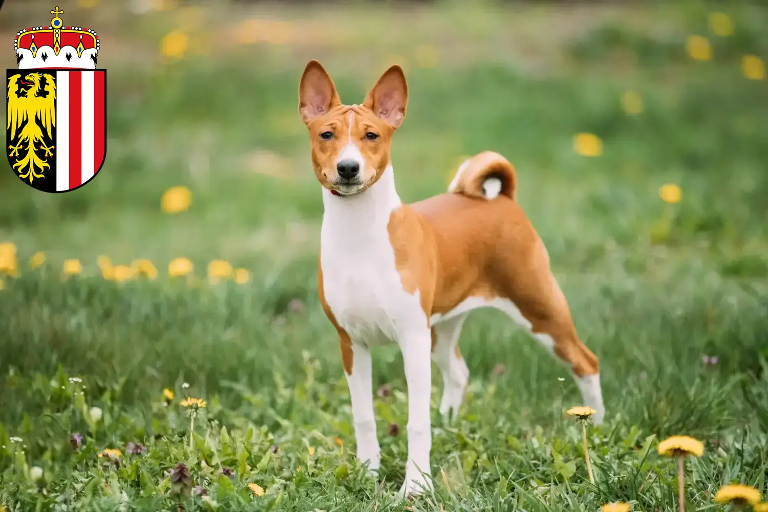 Read more about the article Basenji breeders and puppies in Upper Austria