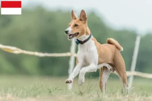 Read more about the article Basenji breeders and puppies in Vienna