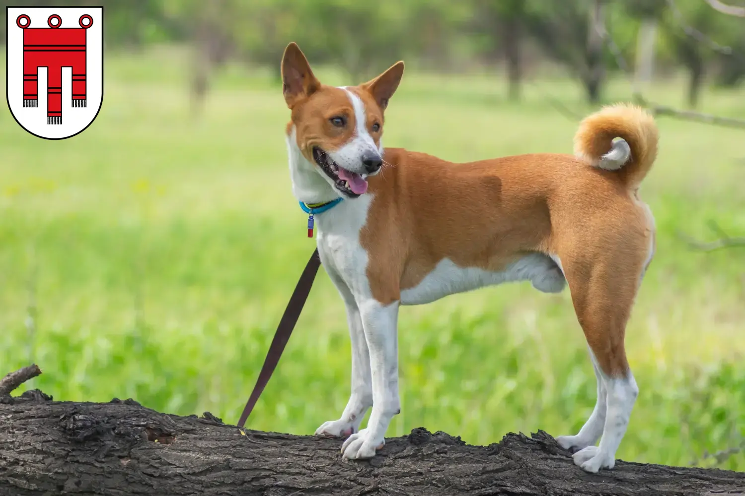 Read more about the article Basenji breeders and puppies in Vorarlberg