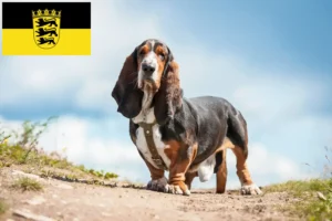 Read more about the article Basset Hound breeders and puppies in Baden-Württemberg