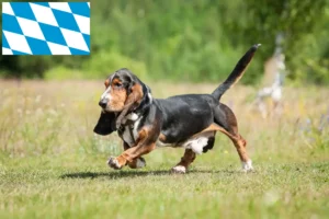 Read more about the article Basset Hound breeders and puppies in Bavaria