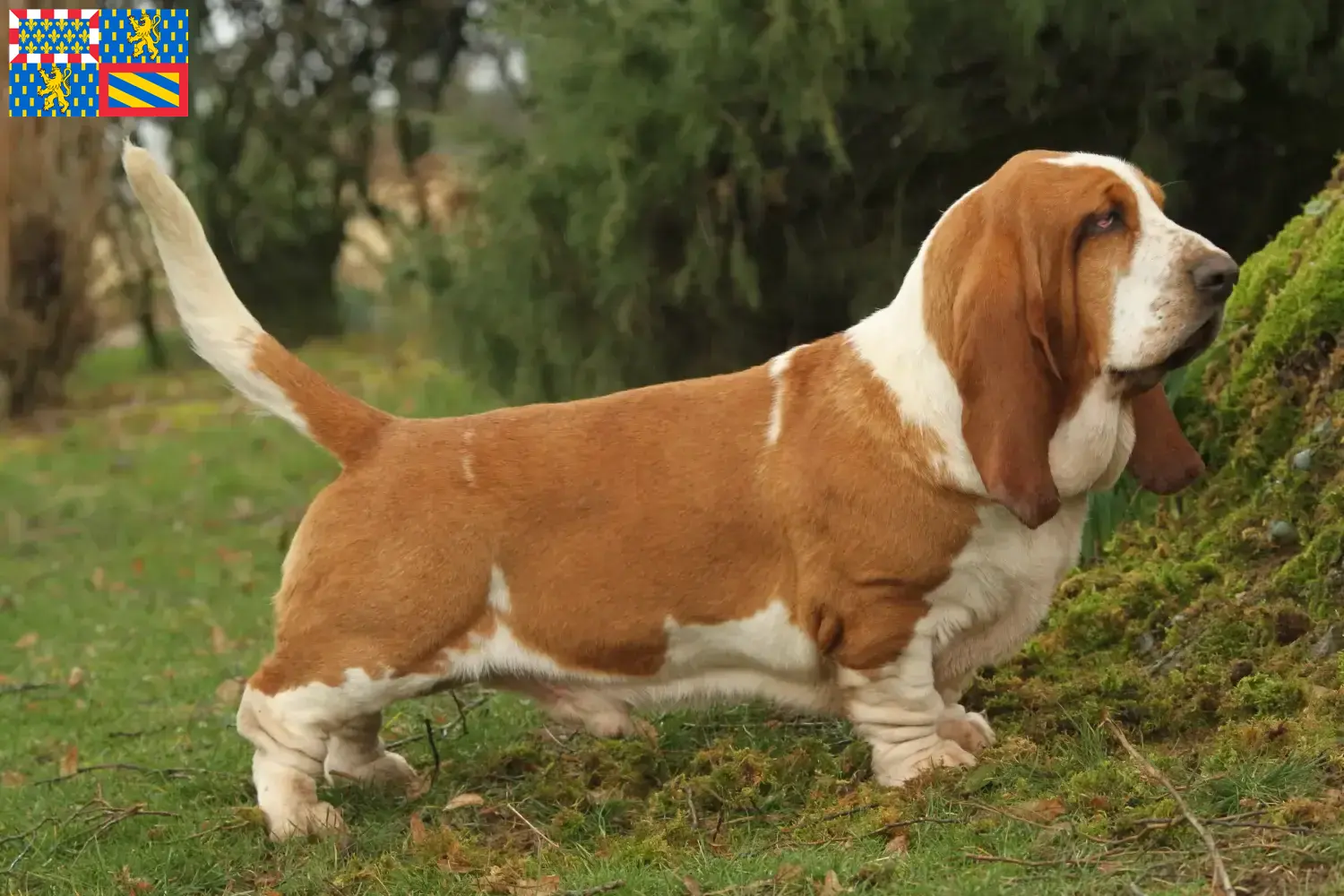 Read more about the article Basset Hound breeders and puppies in Bourgogne-Franche-Comté