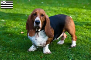 Read more about the article Basset Hound breeders and puppies in Brittany