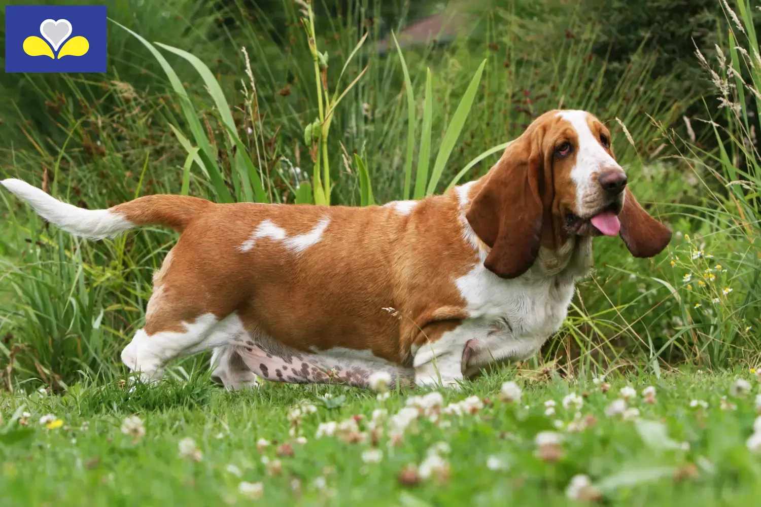 Read more about the article Basset Hound breeders and puppies in the Brussels-Capital Region