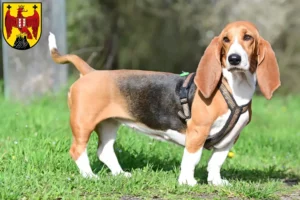 Read more about the article Basset Hound breeders and puppies in Burgenland
