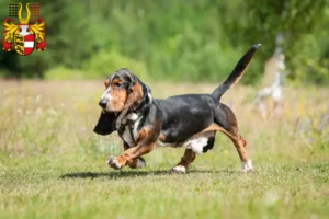 Read more about the article Basset Hound breeders and puppies in Carinthia
