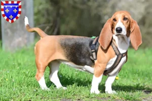 Read more about the article Basset Hound breeders and puppies in Centre-Val de Loire