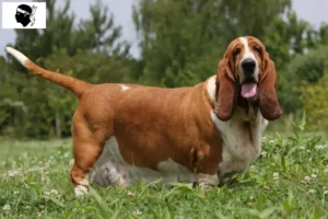 Read more about the article Basset Hound breeders and puppies in Corsica