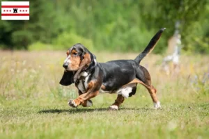 Read more about the article Basset Hound breeders and puppies in Drenthe