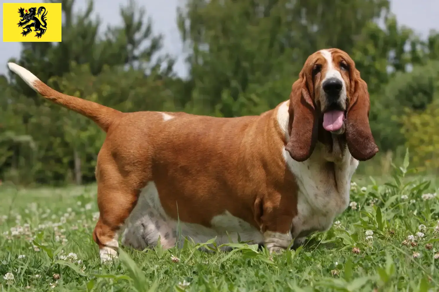 Read more about the article Basset Hound breeders and puppies in Flanders