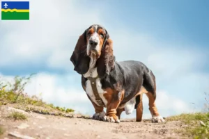 Read more about the article Basset Hound breeders and puppies in Flevoland