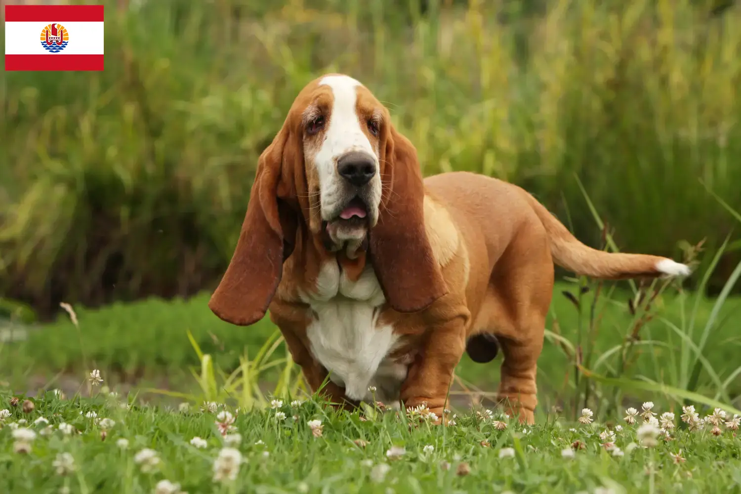 Read more about the article Basset Hound breeders and puppies in French Polynesia