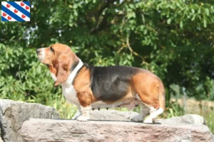 Read more about the article Basset Hound breeders and puppies in Friesland