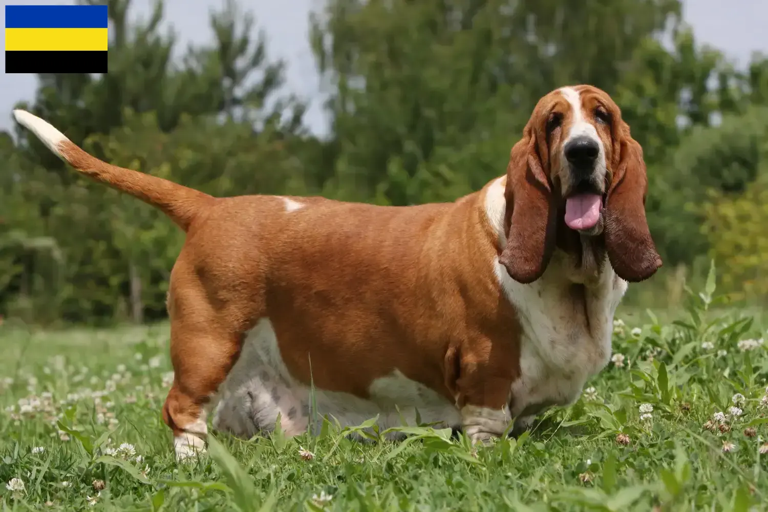 Read more about the article Basset Hound breeders and puppies in Gelderland